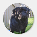 Search for yard magnets Dog