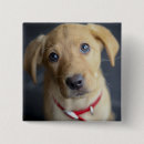 Search for puppies badges Photography