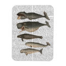 Search for whales magnets Animals