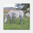 Search for dartmoor gifts Horse