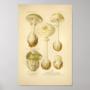 Search for champignons posters Vintage