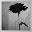 Search for beautiful roses posters Black and white