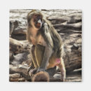 Search for primate photography Mammal