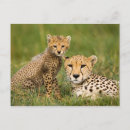 Search for parent postcards Wildlife