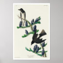 Search for flycatcher posters Bird