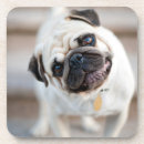 Search for pug coasters Dog
