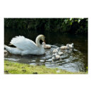 Search for white swan posters Wildlife