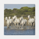 Search for run magnets White