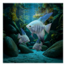 Search for angelfish posters Underwater