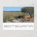 Search for botswana travel postcards Kalahari