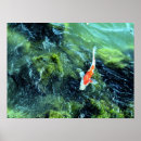 Search for koi carp posters Japan