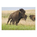 Search for tallgrass Usa