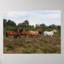 Search for horse breed posters Herd