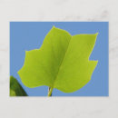 Search for poplar tree postcards Poplars