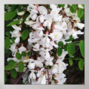 Search for acacia posters Flower
