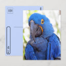 Search for macaw photography Blue and gold macaw