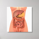 Search for digestive system Stomach