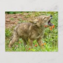 Search for latrans postcards Superstock