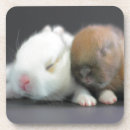 Search for dwarfs photography Pets