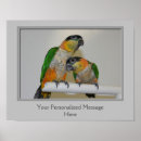 Search for caique Bird