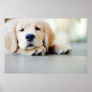 Search for golden retriever posters Animal