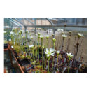Search for venus flytrap flower Nature