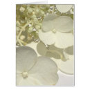 Search for lacecap hydrangea Floral