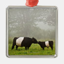Search for belted galloway gifts Animal
