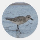 Search for beach bird stickers Nature