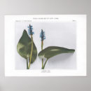 Search for weeding posters Plants