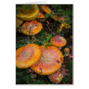 Search for agaric Nature