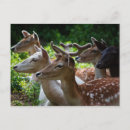 Search for hearing postcards Wildlife