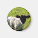 Search for lambs magnets Animals