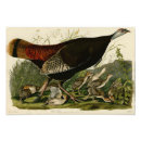 Search for naturalist posters Animal