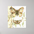 Search for butterfly canvas prints Animals