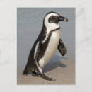 Search for african penguin postcards Boulders beach