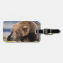 Search for steve accessories Profile
