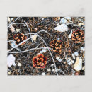 Search for pine cones postcards Nature
