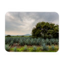 Search for distiller magnets Blue agave