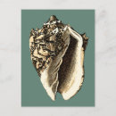 Search for conch shell postcards Sea