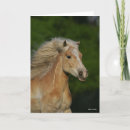 Search for haflinger horse cards Headshot