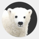 Search for polar bear cub stickers Snow