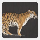 Search for platform stickers Animal
