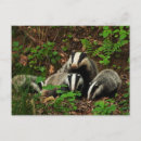 Search for baby postcards Animals