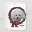 Search for bichon christmas cards Xmas