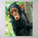 Search for pan posters Black