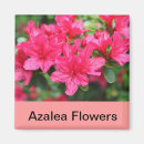 Search for azalea magnets Nature