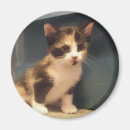 Search for calico magnets Cute