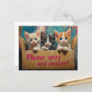 Search for spayed postcards Kittens