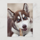 Search for husky puppy postcards Alaskan malamute